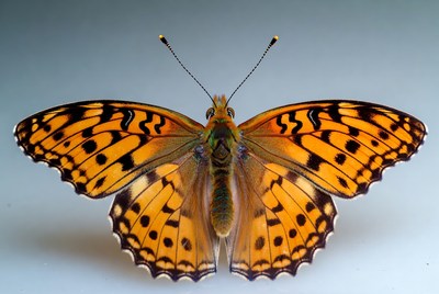 Orange butterfly with black spots