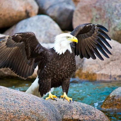 Bald Eagle Standing on Rocks
