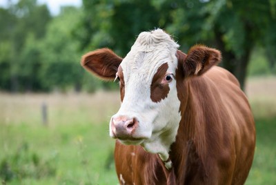 Holstein cow in green pasture