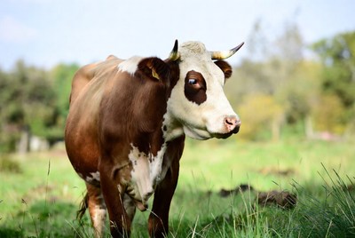 Holstein cow in green field