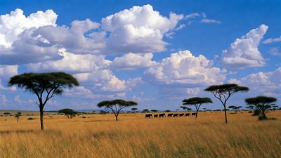 Elephant herd in African savanna