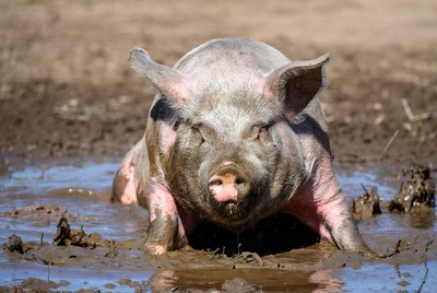 Pig rolling in mud