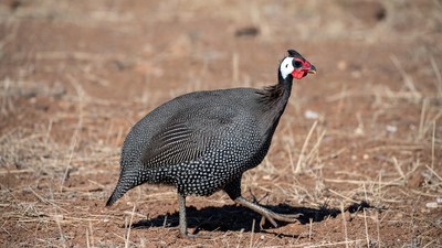 Helmeted Guineafowl walking on dry ground