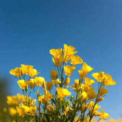 Yellow Flowers Against Blue Sky