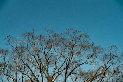 Bare tree against blue sky