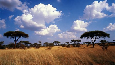 Acacia Trees in African Savanna