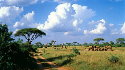 Giraffes and Elephants in African Savanna