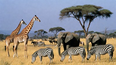 Giraffes Elephants Zebras in Savanna