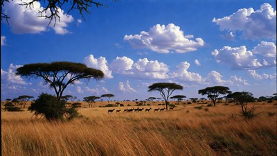 Zebras grazing savanna acacia trees