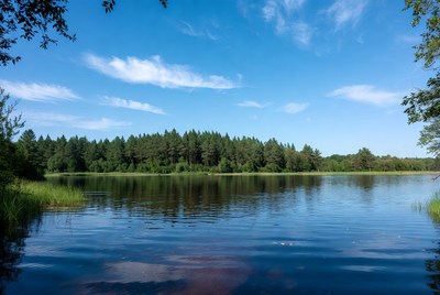 Serene lake surrounded by pine forest