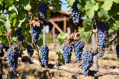 Ripe Grapes on Vineyard Vines