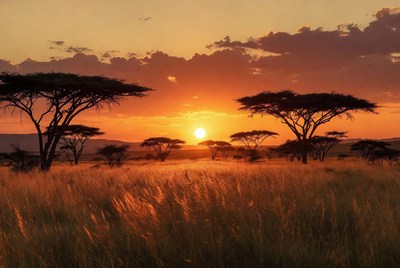 Acacia Trees at African Savanna Sunset