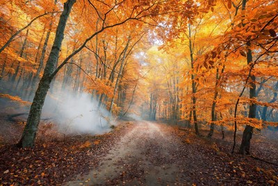 Autumn Forest Path with Fog
