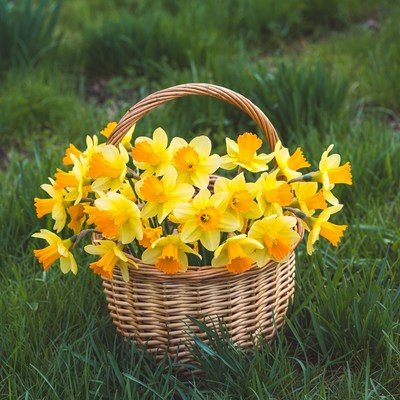 Basket of yellow daffodils in grass