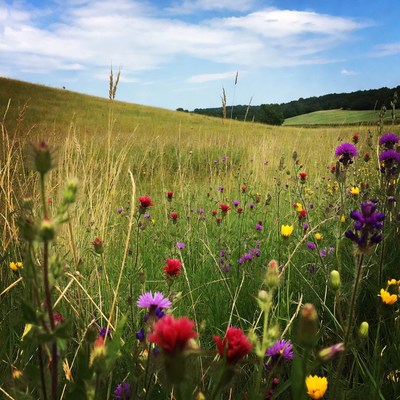Colorful wildflowers in green meadow