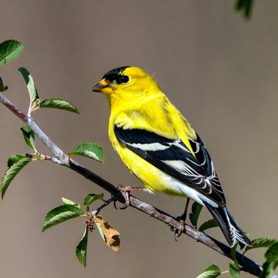 American Goldfinch on branch