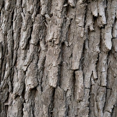 Rough Oak Tree Bark Texture