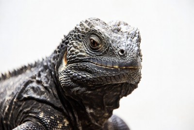 Close-up of spiny-tailed iguana