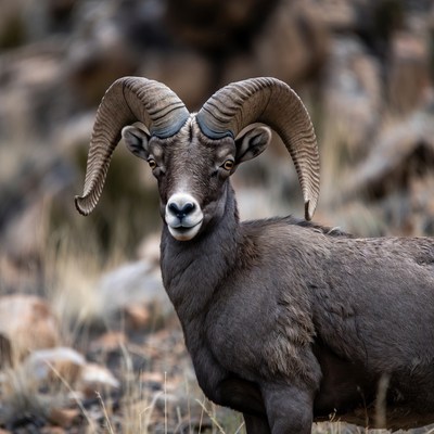 Bighorn sheep with large curved horns