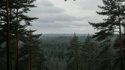 Pine Forest Under Cloudy Sky