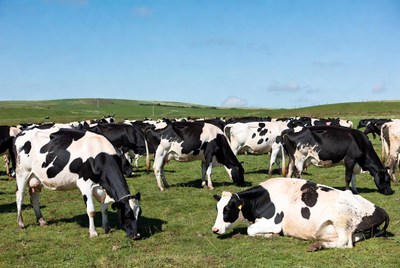 Herd of Holstein cows grazing in green pasture
