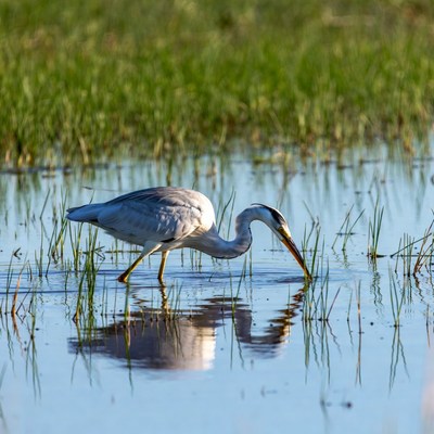 Grey Heron Hunting in Marsh