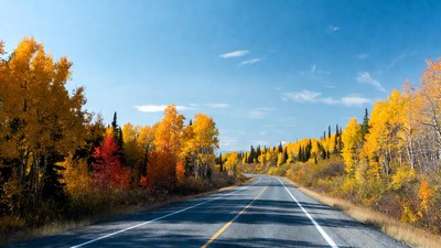 Autumn road through yellow aspen trees