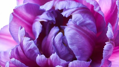 Purple Tulip Closeup on White Background