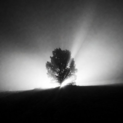 Silhouetted Tree with Sun Rays
