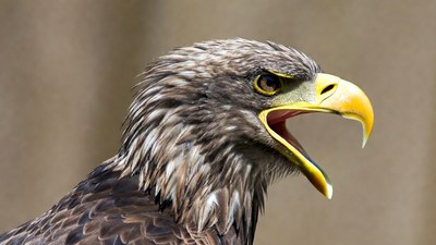 Bald Eagle Screeching Closeup