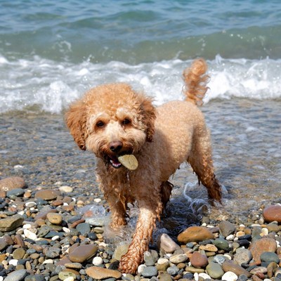 Apricot Poodle holding leaf in ocean waves