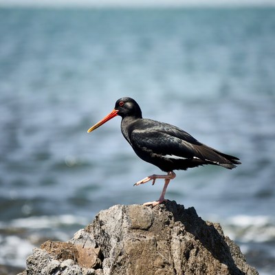Black Oystercatcher on rocky shore