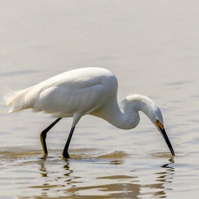 Great Egret Feeding in Shallow Water