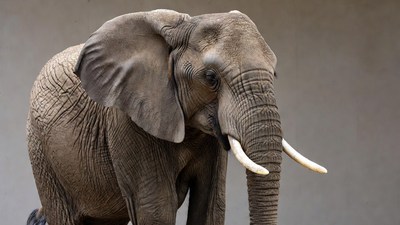 Elephant with long tusks