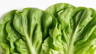 Fresh Green Lettuce Leaves