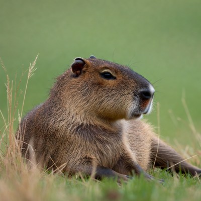 Capybara lying in grass