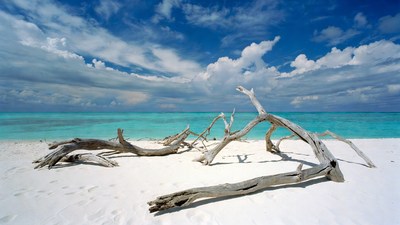 Driftwood on Tropical Beach