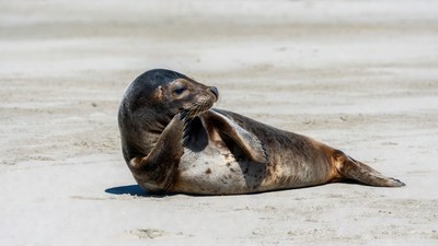 Seal scratching on beach