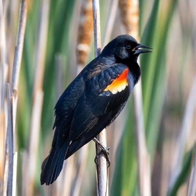 Red-winged Blackbird on Reeds