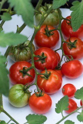 Fresh tomatoes on vine