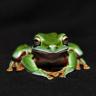 Green tree frog on black background