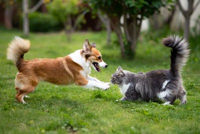 Dog playing with cat in grass