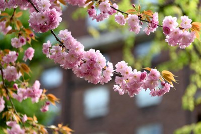 Pink Cherry Blossom Branches