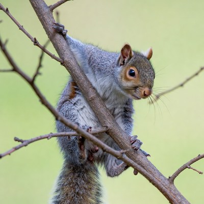Gray squirrel climbing tree branch