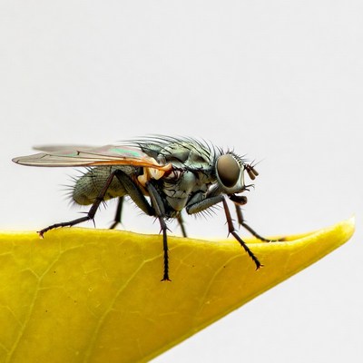 Fly perched on yellow leaf