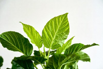 Vibrant green plant leaves