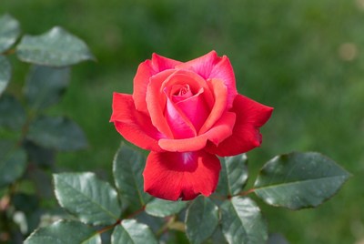 Red Rose Blooming in Green Leaves