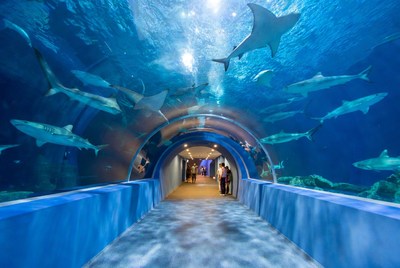 Sharks swimming in underwater aquarium tunnel