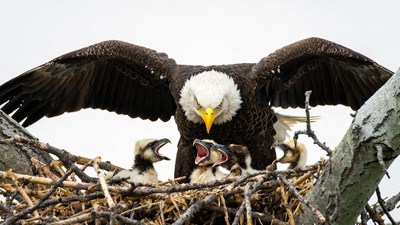 Bald Eagle Feeding Nestlings