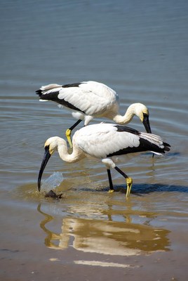 Two yellow-billed storks foraging in water